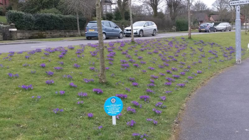 The attached photo shows the South end of the bypass ablaze with purple crocuses.