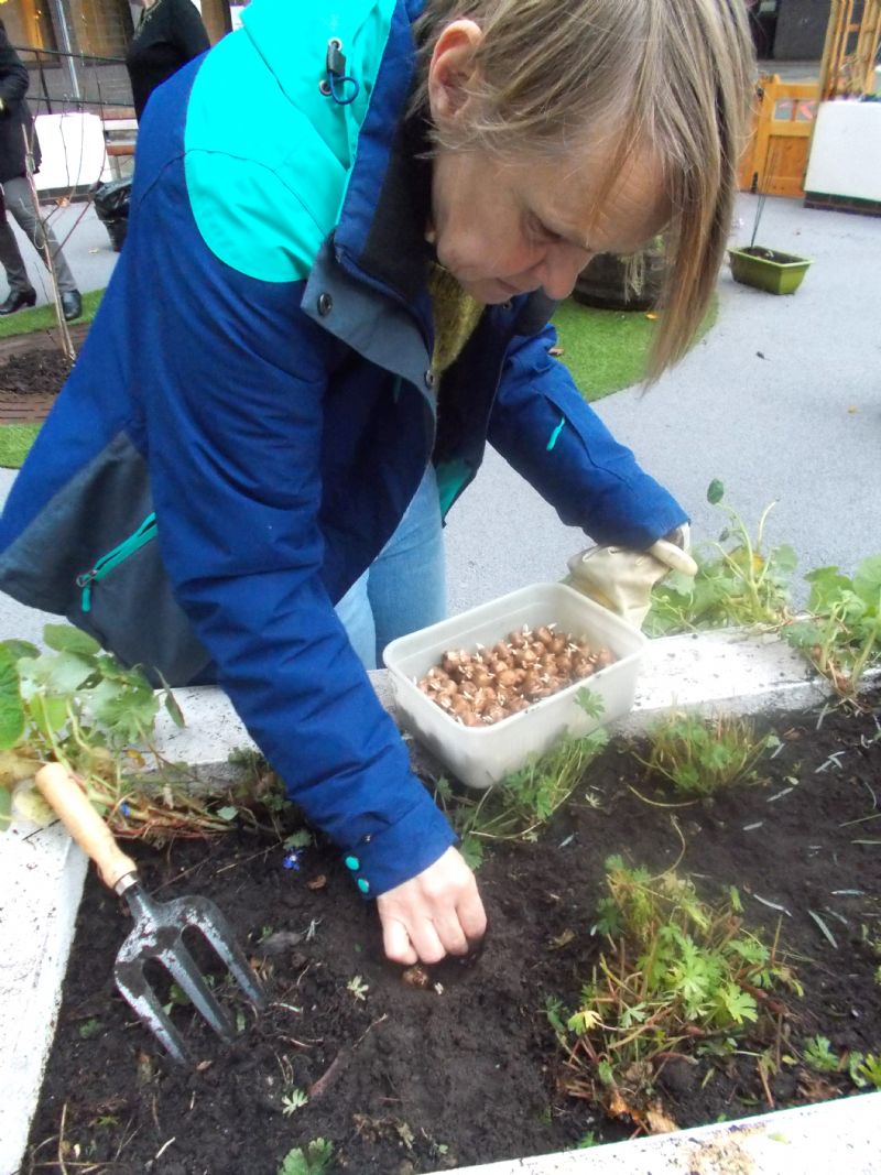 Here, Joy plants corms in the walled area of the garden.  